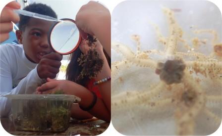 Marine Invertebrates 